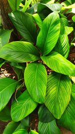 Full frame shot of green leaves