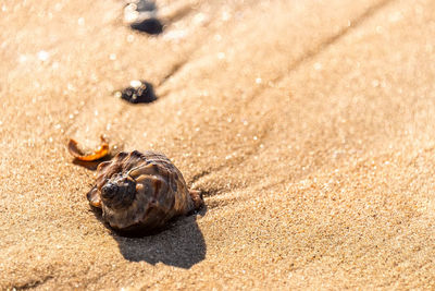 Close-up of crab on sand