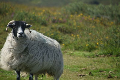 Sheep standing in a field