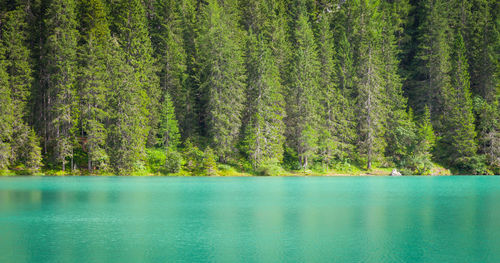 Panoramic view of pine trees in lake against sky