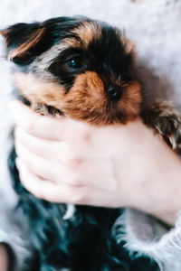 Close-up of hand holding puppy