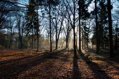 Trees in forest