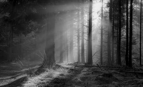 Trees in forest