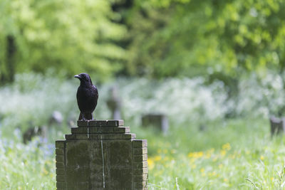 Bird perching on cemetery