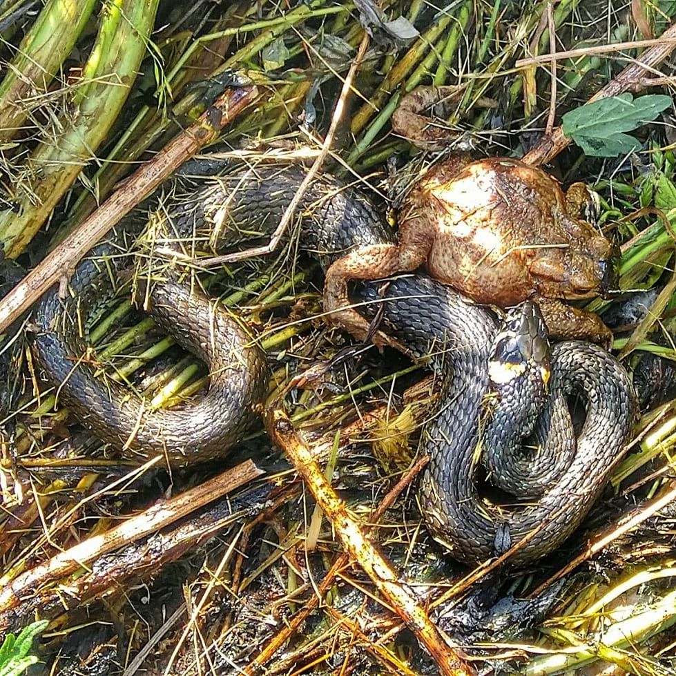 wildlife, plant, nature, high angle view, no people, day, reptile, animal, animal wildlife, animal themes, land, close-up, outdoors, snake, full frame, grass, growth, green, tree, sunlight, beauty in nature, backgrounds, field