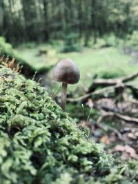 Close-up of mushroom growing on field