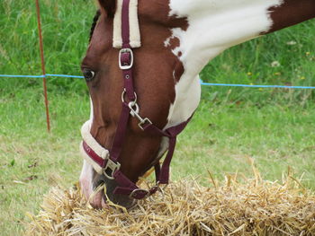 Close-up of horse on field