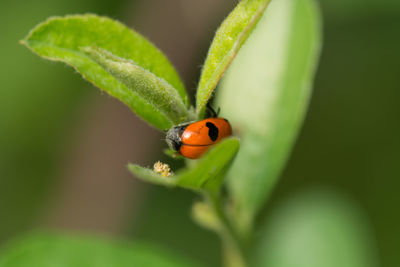 Close-up of ladybug on leaf
