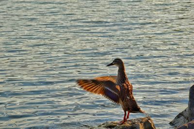 Duck with spread wings perching on rock against river