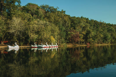 Fiberglass pedal boats in the shape of swan on immigrant village park of nova petropolis, brazil.