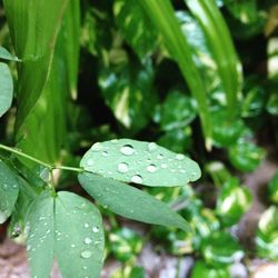 Close-up of water drops on leaves