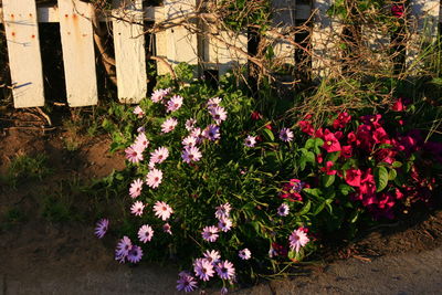 Pink flowers blooming in park