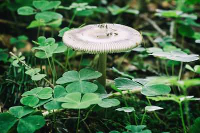 Close-up of mushroom growing in forest