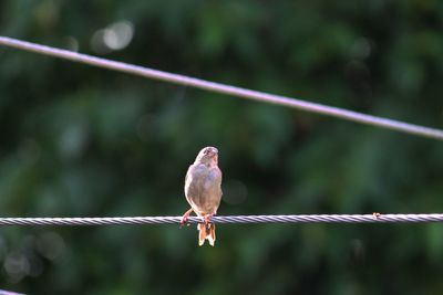 Close-up of bird perching on cable