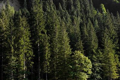 Low angle view of trees against the sky