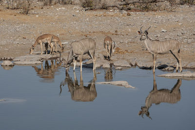 Mammals drinking water from lake at desert