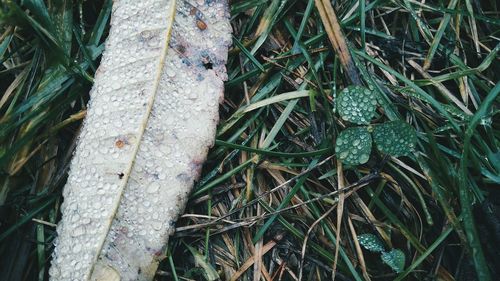 Close-up of leaf on snow