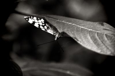 Close-up of butterfly on leaf