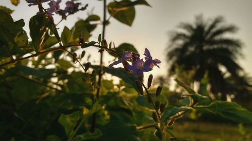 Close-up of purple flowers blooming on tree