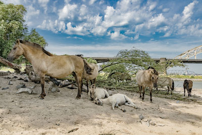 Horses on field against sky