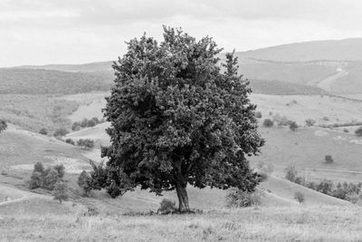 Tree on field against sky