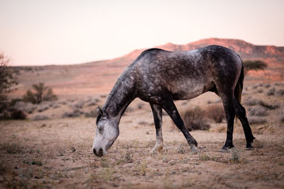 Side view of horse on field