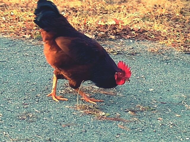 animal themes, one animal, dog, domestic animals, pets, high angle view, mammal, street, outdoors, day, field, full length, standing, sunlight, leaf, pet leash, autumn, nature, red, one person