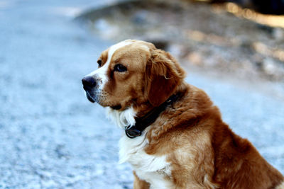 Young saint bernard dog