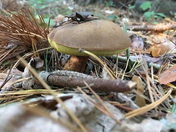 Close-up of mushroom growing on field