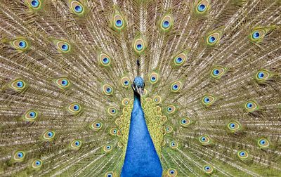 Full frame shot of peacock with fanned out