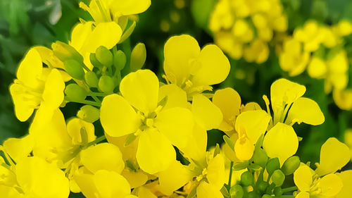 Close-up of yellow flowering plants