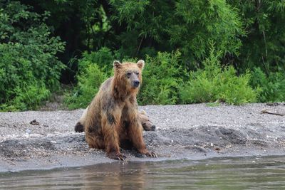 Bears on riverbank in forest