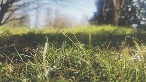 Close-up of grass on field