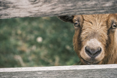 Goat behind a fence with vivid eyes