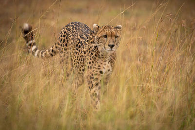 Cheetah on grassy field 