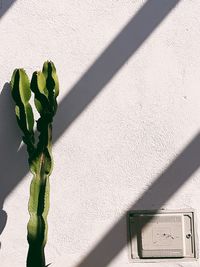 Close-up of plant against wall