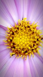 Close-up of pink flower