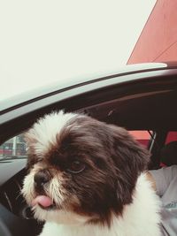 Close-up of dog looking through car window