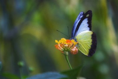 Close-up of butterfly on flower