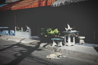 View of dog sleeping on road