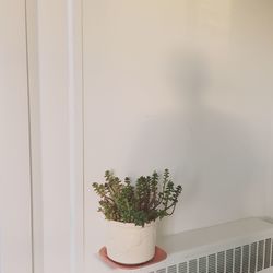 Potted plant on wall