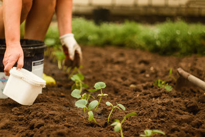 soil