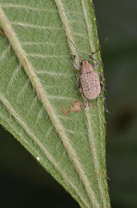 Close-up of insect on leaf