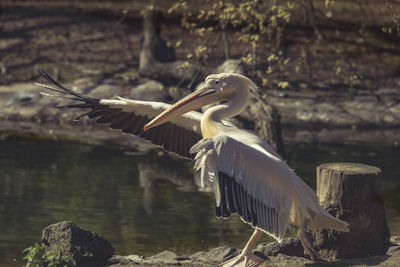 Pelican by lake