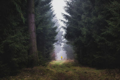 Distant view of man standing by trees in forest