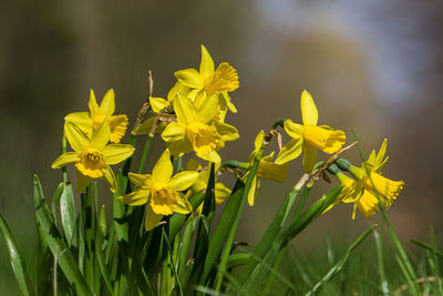 Close-up of yellow flowering plant