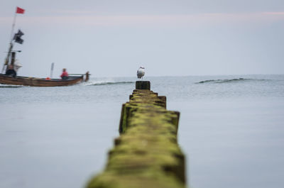 Seagull perching on a sea