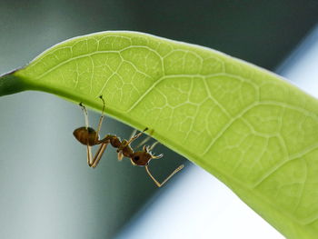 Close-up of insect on leaf