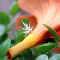 Close-up of orange flower