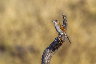 Close-up of bird perching on tree